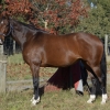 Horse image