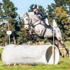 Horse image