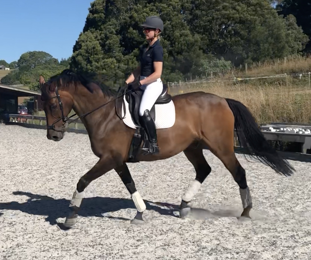 Horse for sale Dressage Schoolmaster Gelding