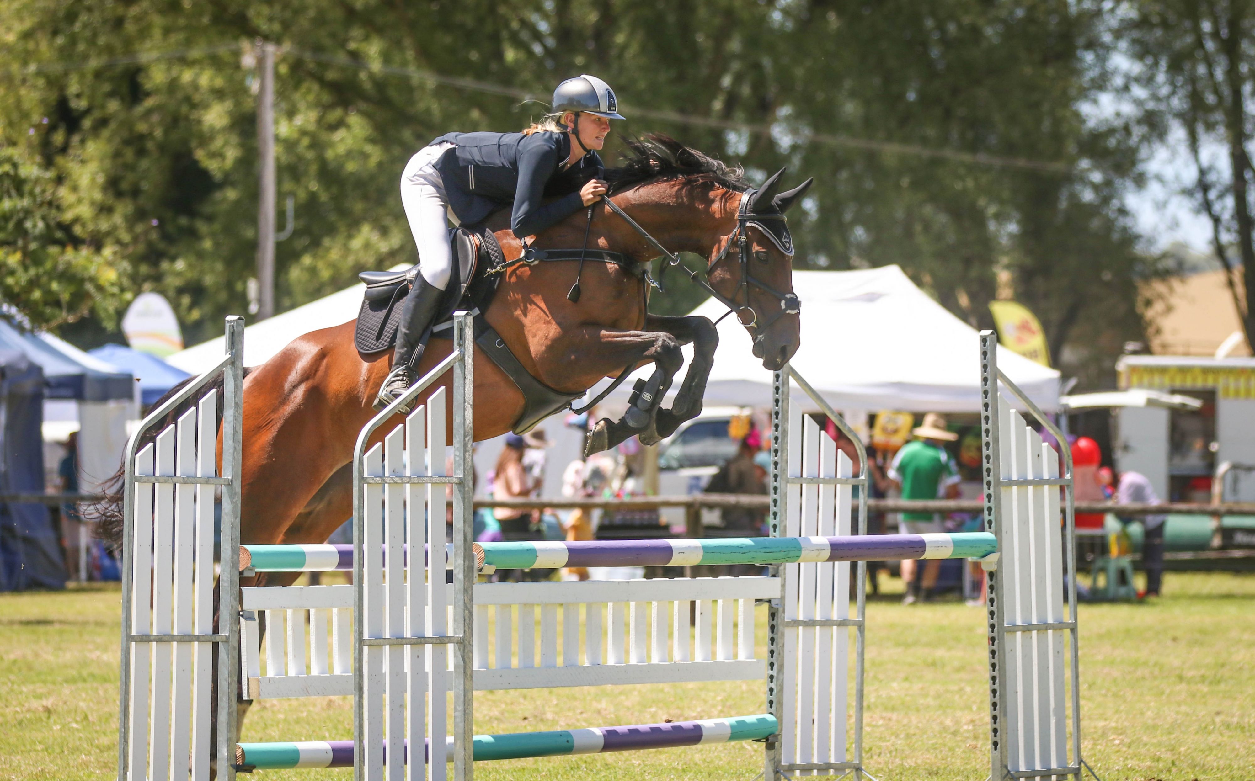 Horse for sale - Quality Showjumping gelding