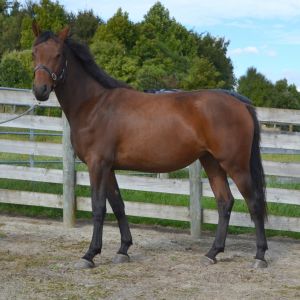 Browse horse for sale listings - page 1 :: iSpyHorses