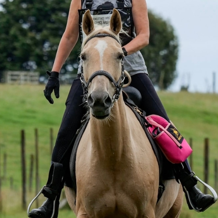 palomino horse dressage