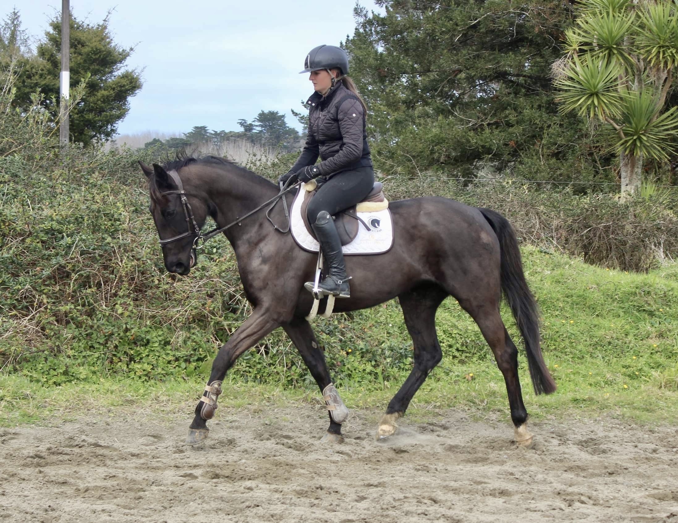 Horse for sale Lawrie Equestrian