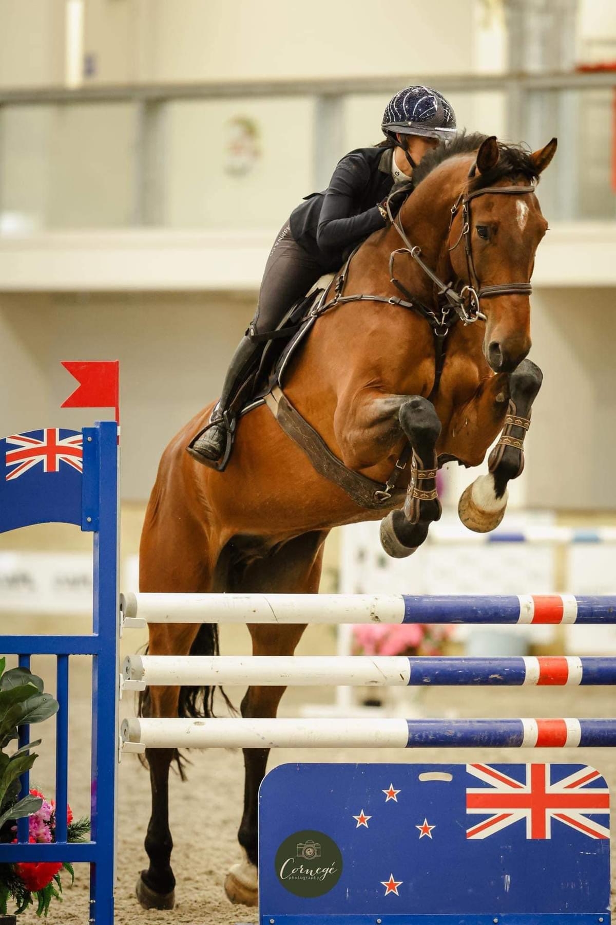 Horse for sale Theodore Xtreme