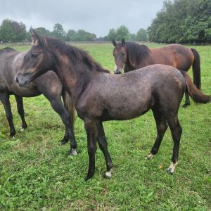 Browse horse for sale listings - page 1 :: iSpyHorses, New Zealand and ...