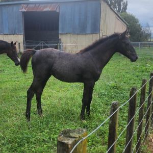 Browse horse for sale listings - page 1 :: iSpyHorses, New Zealand and ...