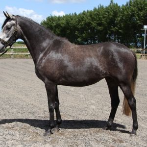 Outstanding Lusitano X filly 