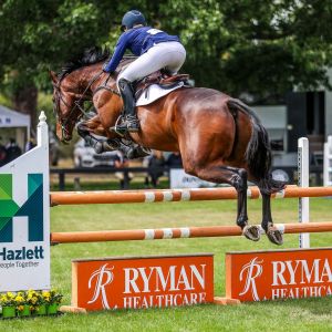 Horse for sale: Stunning All Rounder - Aleatorio