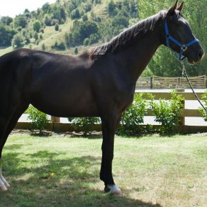 Horse for sale: Future Dressage/Jumping/Eventing Prospect 