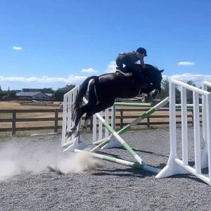 Serious horse for serious competitor