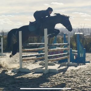 Horse for sale: Future Eventing or Junior Rider Star