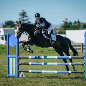 Horse for sale: Ultimate Fun Allrounder