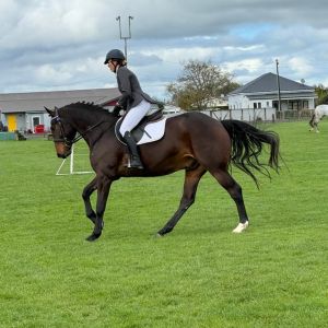 5 YR OLD BRAVADO EGO Z WBx GELDING FOR SALE
