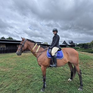 Horse for sale: Ultimate All Rounder 