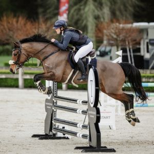 Horse for sale: GKS Nala