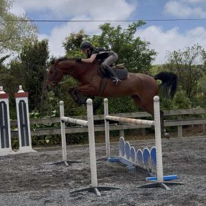 Horse for sale: NZPH 6yo - Easy mare