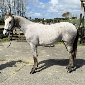 Horse for sale: Kitana W