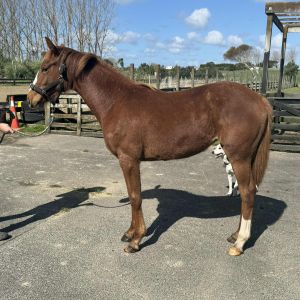 Horse for sale: Dorian Blue W