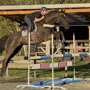 Horse for sale: Seasoned gelding looking for next chapter!! 