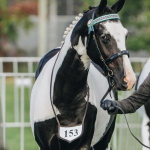 Horse for sale: Purpose Bred Warmblood