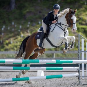 Horse for sale: Your Next Best Friend 