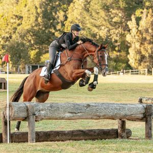 Horse for sale: Stunning All-Rounder