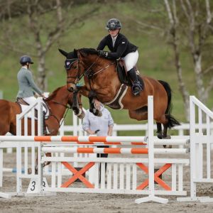 Quality Jumping Mare
