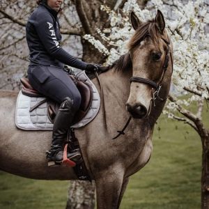 Horse for sale: Striking Dun Gelding 