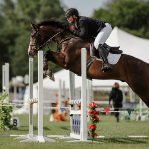 Cendrix - Super talented 5YO Gelding – Exceptional Potential