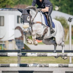 Horse for sale: Puro Visione 