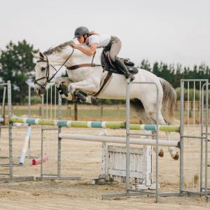Horse for sale: Super Junior/ amateur/ pro am prospect or eventer