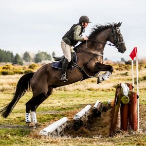 Horse for sale: A TRUE PROFESSIONAL 