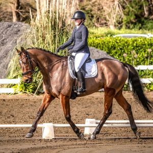 Horse for sale: Gorgeous Thoroughbred