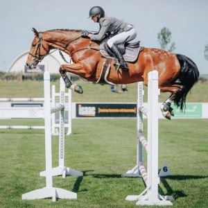 Horse for sale: Fantastic Amateur/Pro-Am/JR/YR Mount 