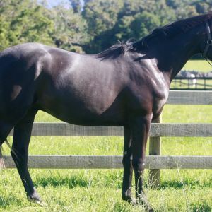 Gorgeous future sporthorse