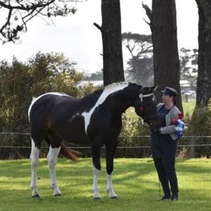 Horse for sale: Welsh x Warmblood Yearling filly