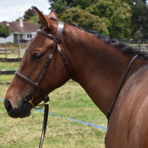 Horse for sale: Quality Yearling Filly