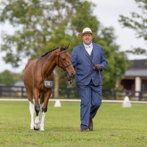 Horse for sale: Quality Yearling Filly