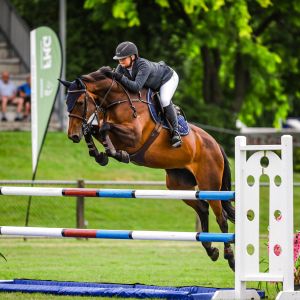 Horse for sale: Indigo NZPH - Stunning mare with potential