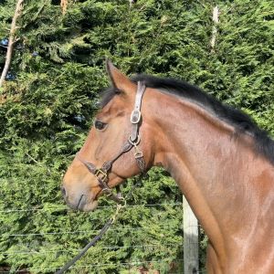 Horse for sale: Exceptional Broodmare - Fine Tune NZPH