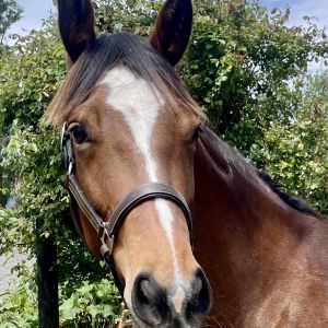 Horse for sale: Stunning 3yo Double J Typhoon Filly