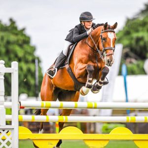 Junior/ Amateur Rider Horse