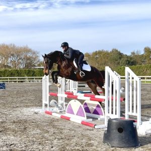 Horse for sale: Super young warmblood
