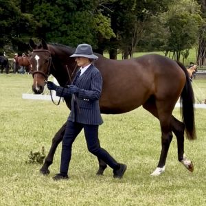 Quality Young Event Horse Prospect 