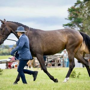 Horse for sale: Quality Young Event Horse Prospect 