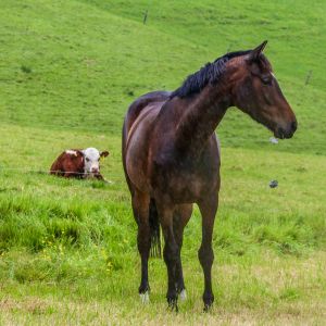 Quality Young Event Horse Prospect 