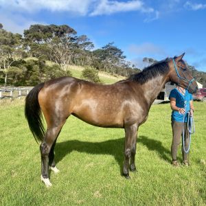 Horse for sale: Invest in your future Sport Horse