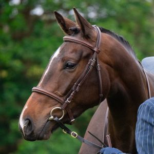 Horse for sale: Bred to event