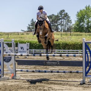 Horse for sale: Charisma Xtreme