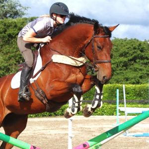 Horse for sale: Exciting 5yo